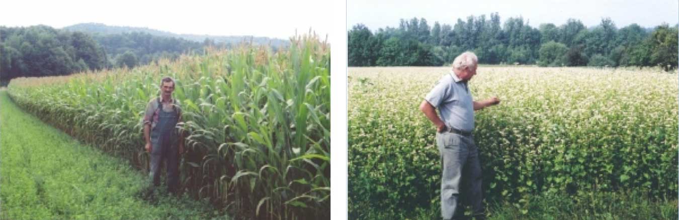 Greengold-Landwirtschaft