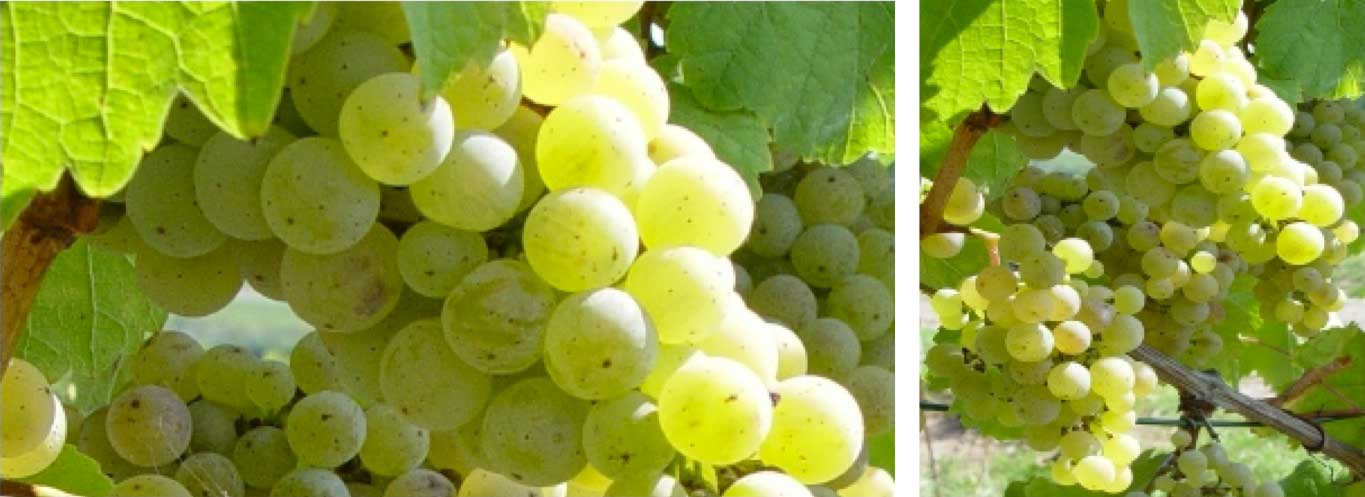 Greengold-Riesling