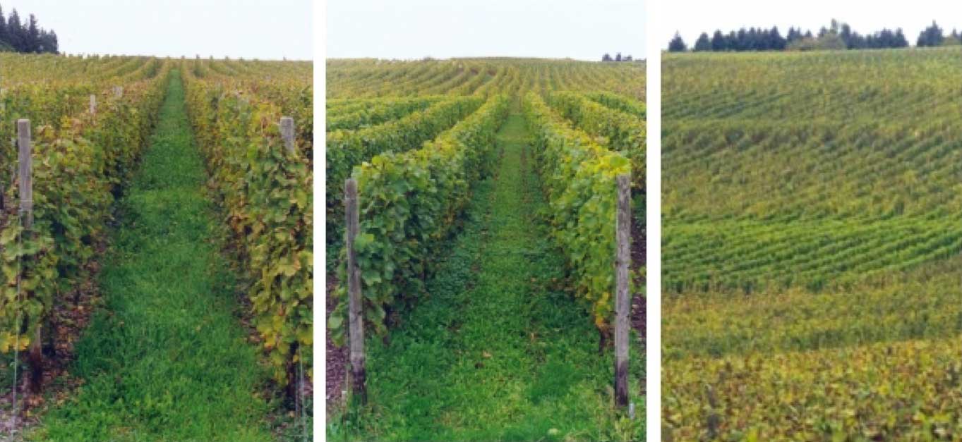Greengold-Weinbau